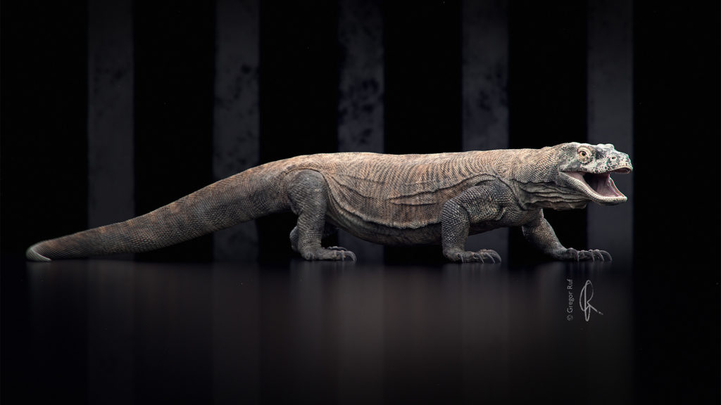 Komodo Dragon_02