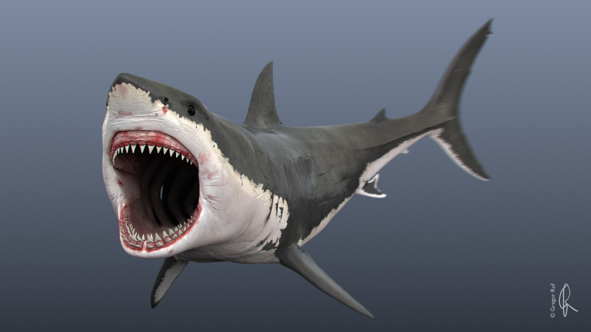 Great White Shark