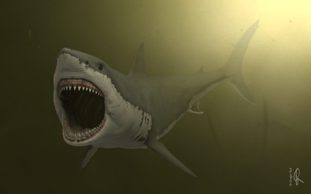 Great White Shark_02